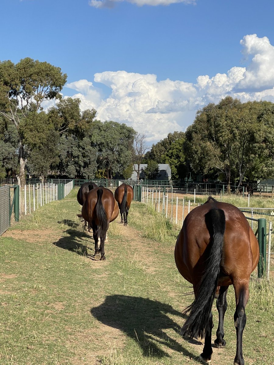 SuccessStud's tweet photo. Then there was 6 to go🐴 Mares heading to nightwatch yards #successbreedsuccess #54yearsofsuccess https://t.co/ba9vXpPjVp