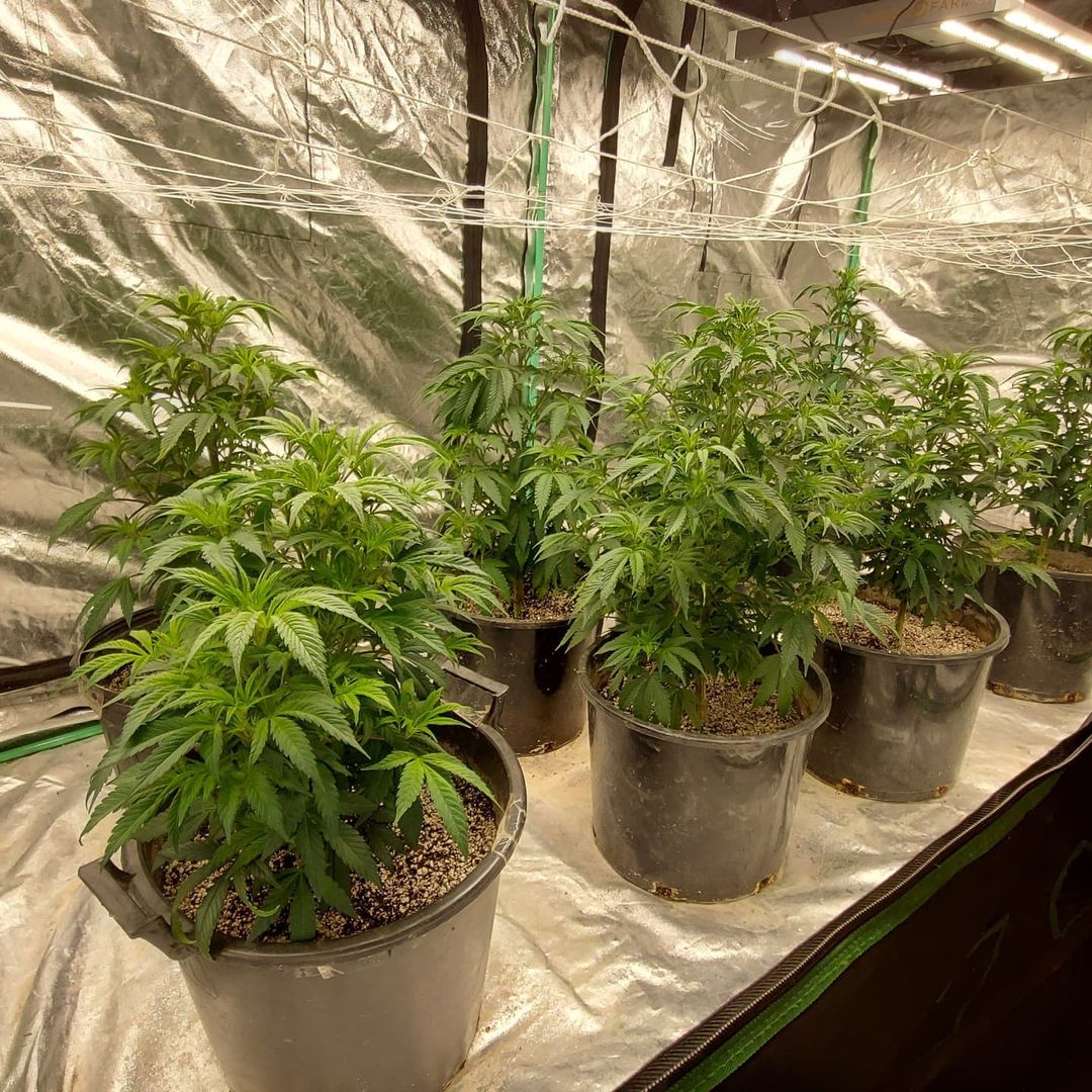 spliffseeds's tweet photo. Day 24 limp look, plants were kind of dry and the intake off was shut , so cold air all day vs day 25 they bounced back better than ever!
📸:@bignategrows
🌷:#purpleberrykush #lemoncreamkush #spliffcheese
👨🌾:#spliffseeds
🌍:https://t.co/BAE4KJNJeZ https://t.co/nIe10hkwfm