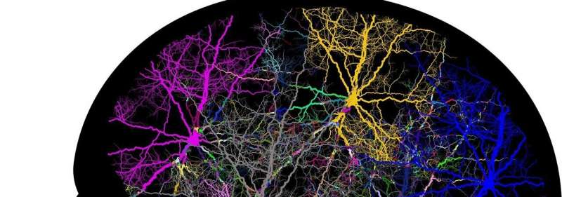 Cn1699's tweet image. ALS therapy should target brain, not just spine

#ALS #ALStherapy

For more information | ⬇️
buff.ly/3dhmU20