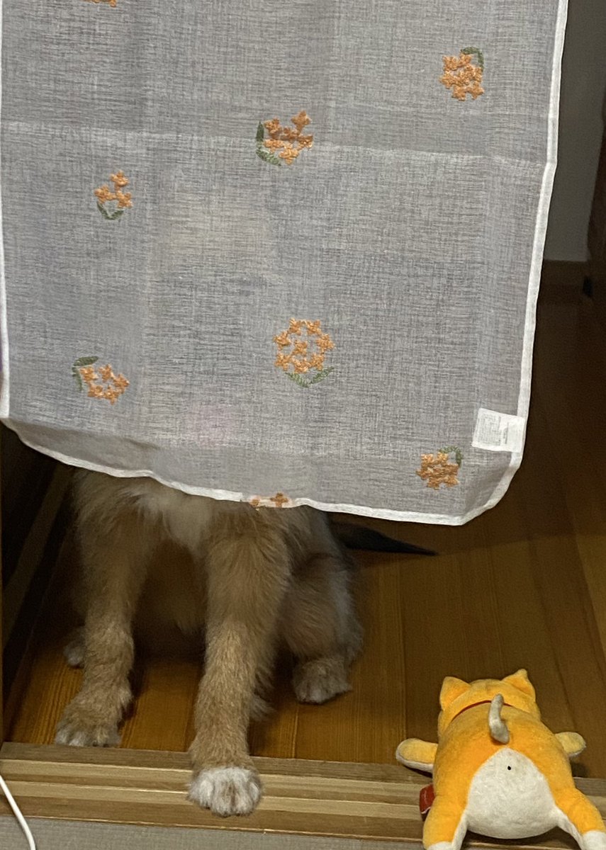 え、こっち見てます、、？👀笑
#犬