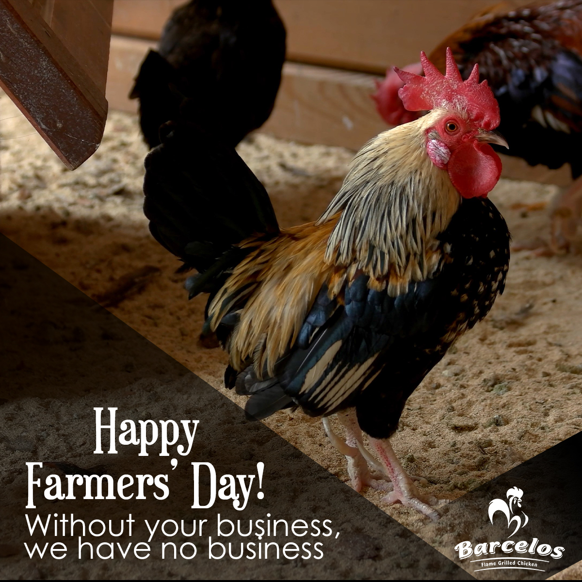 BarcelosGhana's tweet photo. We celebrate your efforts because we benefit directly from them in more ways than we can express. We can't begin to appreciate how much what you do means to us. From the rooster to the farmer - Ayekoo!

#BarcelosGhana    
#BetterTogether 
#FarmersDay    
#farmersday2021 https://t.co/V7xmAQmwl9