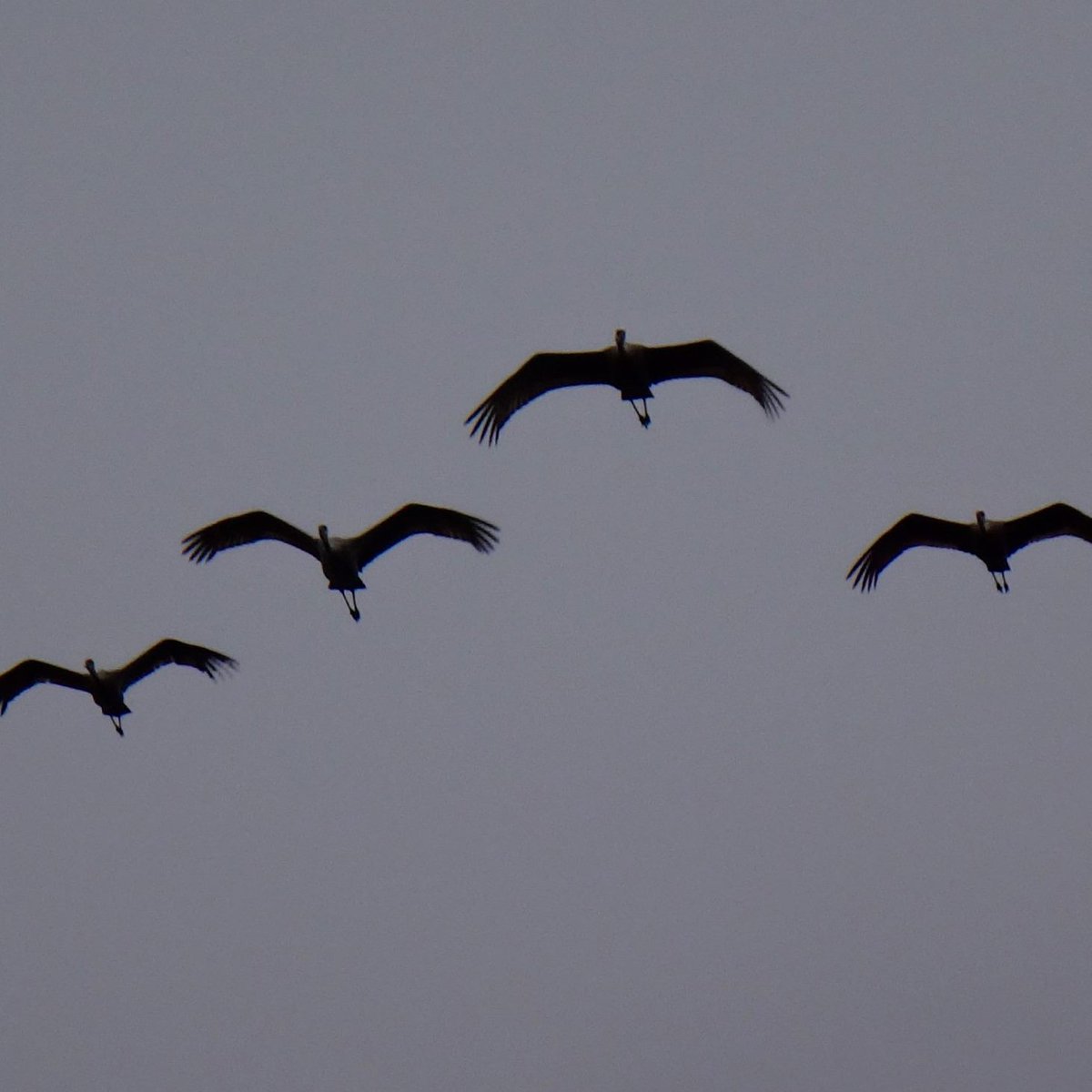 Fly in Formation Friday? Eh, maybe just 'Happy Friday!' #birds #birding #birdwatching #Flight #FormationFriday #NaturePhotography #nature #naturelovers #wildlife #wildlifephotography #SandhillCranes