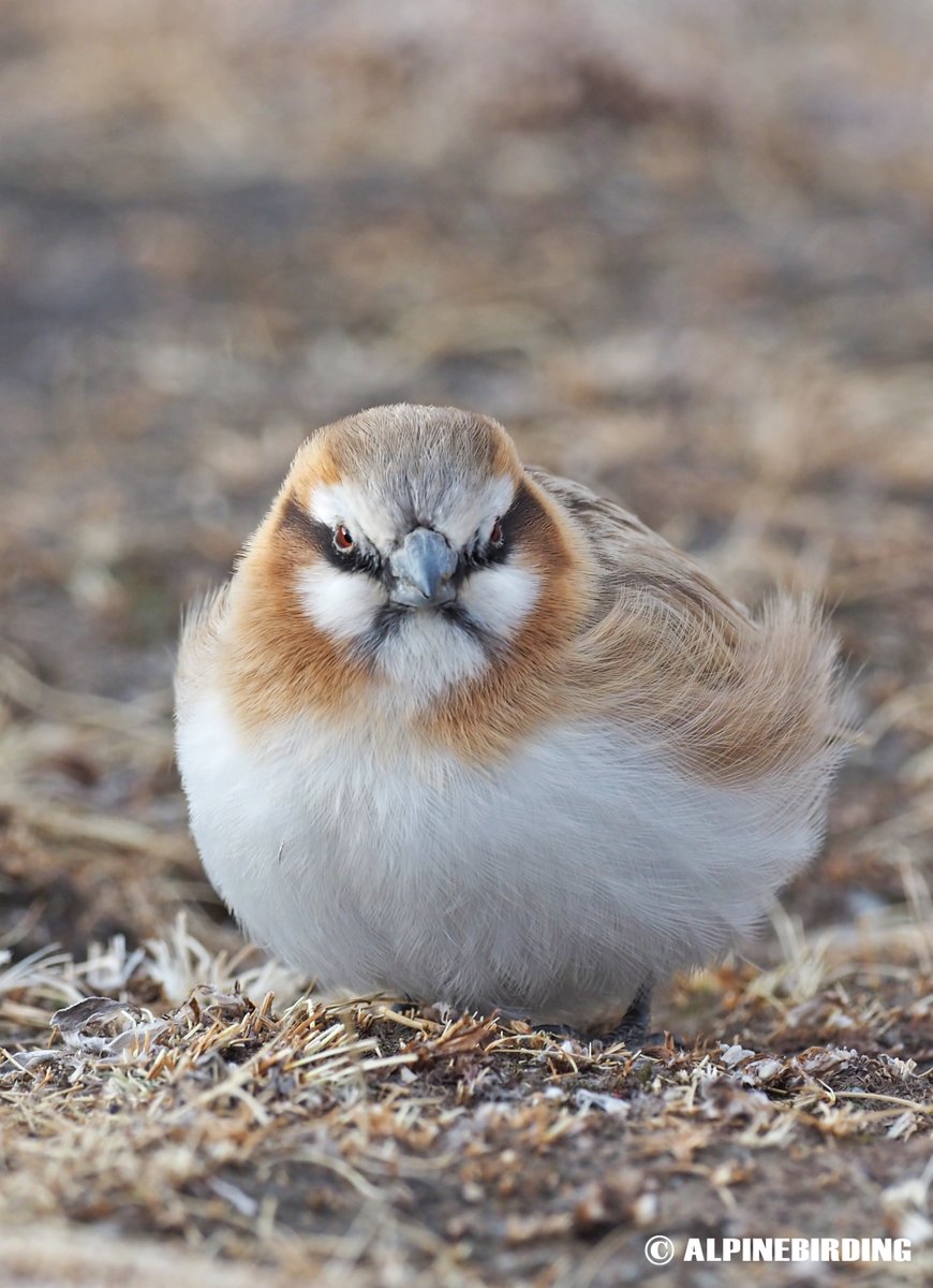 AlpinebirdingT's tweet image. Rufous-necked Snowfinch (Pyrgilauda ruficollis)
Medium-sized (15cm) finch with black lores and whitish sides on its face. This photo was taken in Qinghai, China, in January 2021.#birding #BirdsofPray #birdwatching #birdphotography #birds #nature