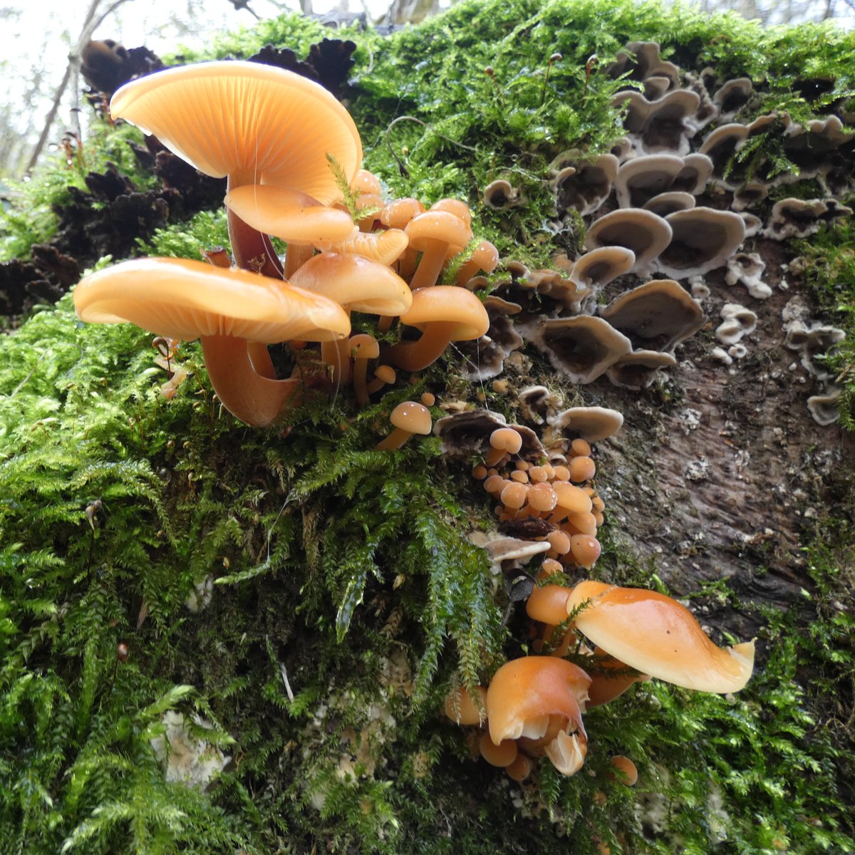 Surprising #discoveries can be made around any corner, like this tree stump with a collection of colourful #fungi and #moss spotted at Crickley Hill by Ranger Ellie. The site is home to over 600 types of fungi, so you never know what might pop up next!