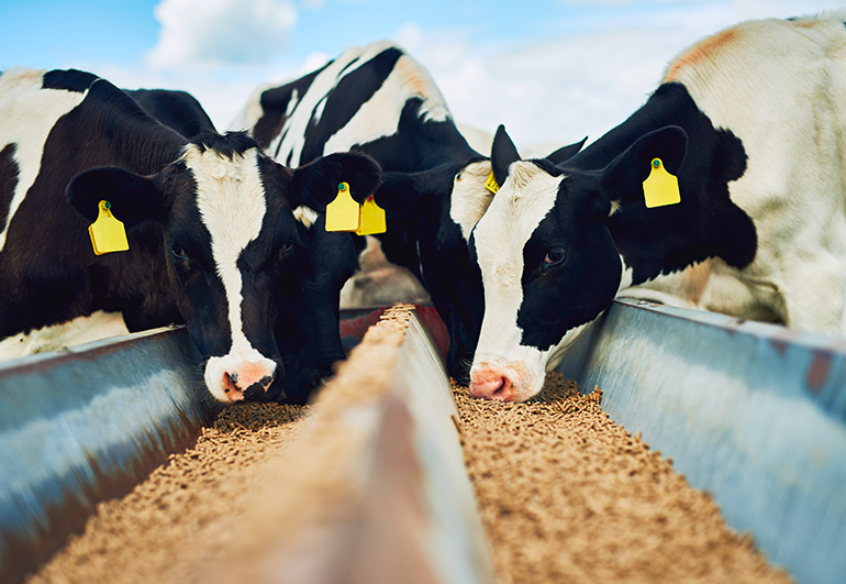 LES CÉRÉALES FRANÇAISES À LA CARTE DE NOS ÉLEVAGES ? 🍽️Oubliez l’image d’Épinal des bovins vivant uniquement d’herbe et d’eau fraîche et découvrez le menu sur-mesure des élevages français. 💦 🌾 🐄 ow.ly/5mL530s2MpZ