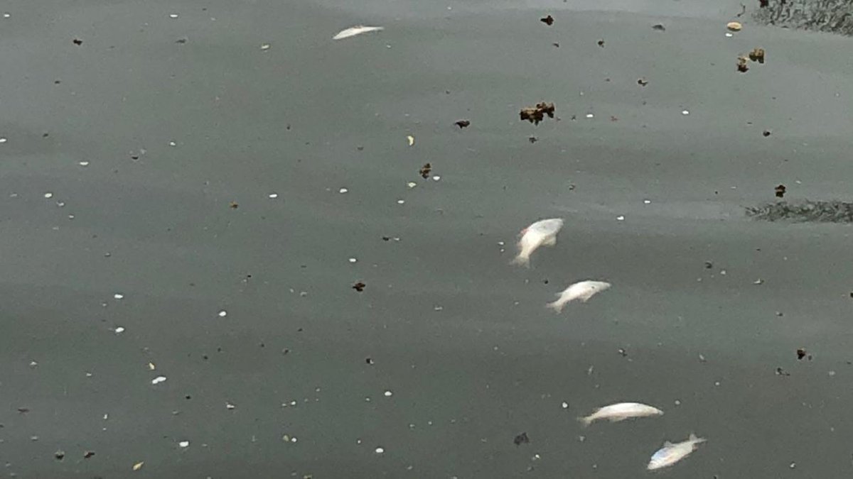 Scénario à jouer par les acteurs de l'#Eau
🌡🔥💧"Dôme de chaleur 2022"
- refroidissement nucléaire à l'arrêt
- mort de la biodiversité aquatique
- désastre agricole
- street-pooling et émeutes en villes
- désastre sanitaire
👉 la #resilience de l'💧 en 🇨🇵 se prépare maintenant