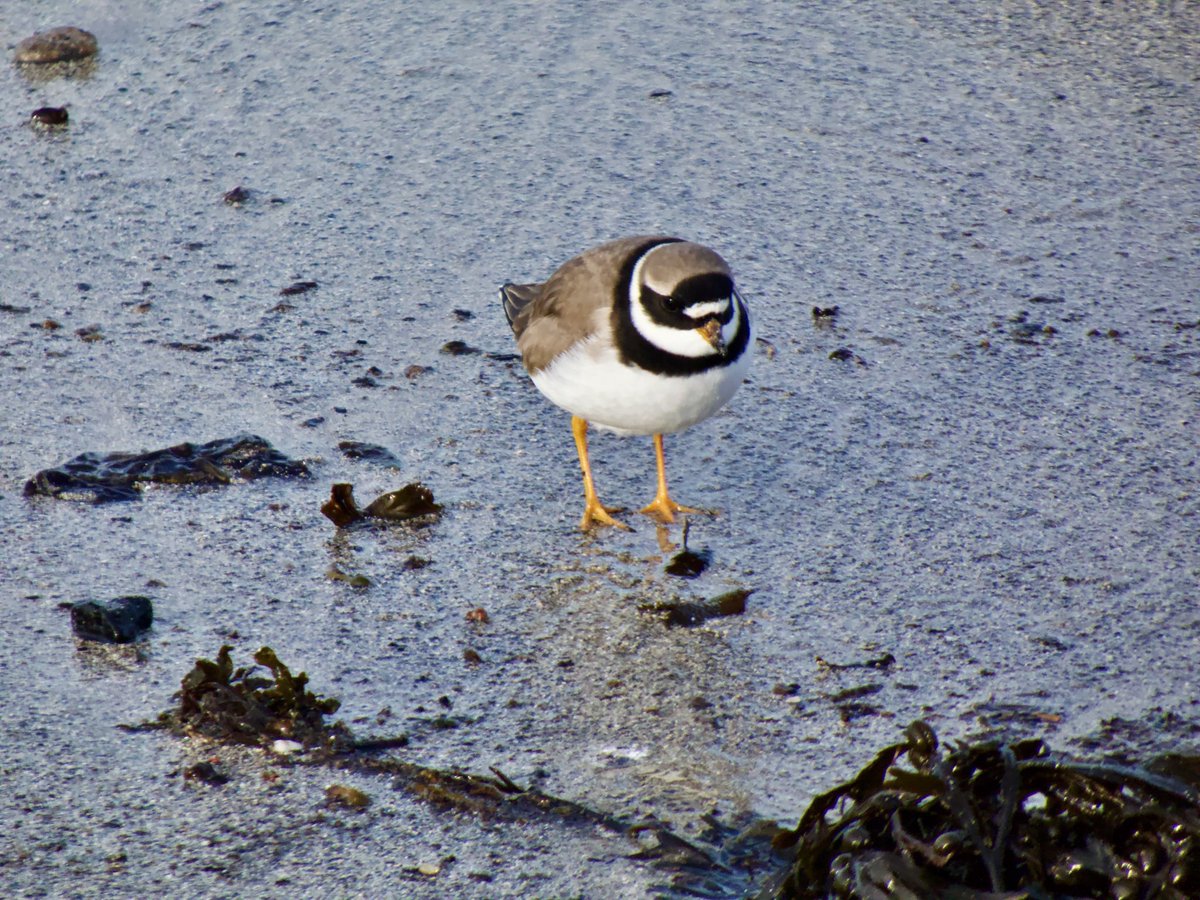 cirzh's tweet photo. Looking for the #weekend..oh..there it is… #Friday #FridayMotivation #FridayFeeling #RingedPlover #GreenConservationStatus #Plovers #Waders #Shorebirds #TwitterNatureCommunity #Skerries #Fingal #lovefingaldublin #birds #birdwatching #birdwatchireland https://t.co/rteR1ATzaX