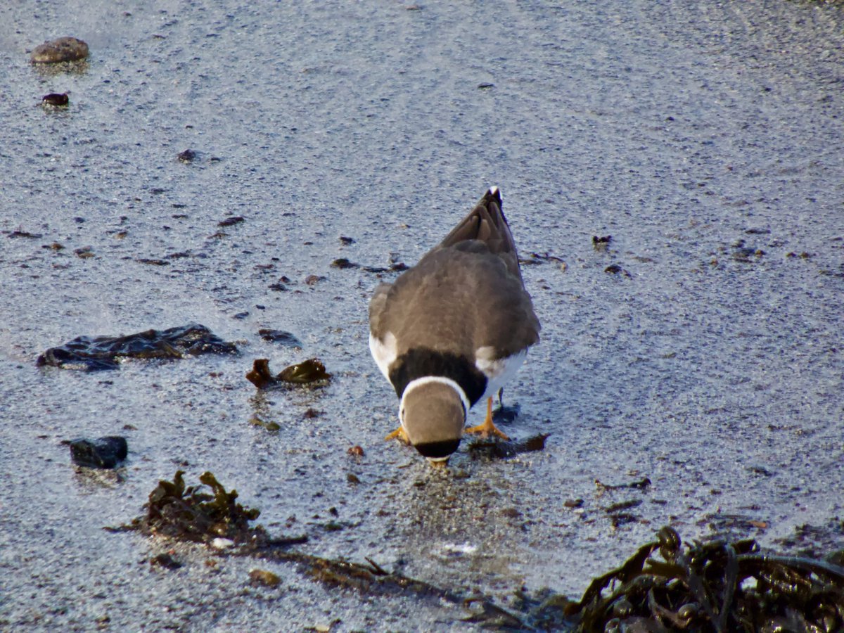 cirzh's tweet photo. Looking for the #weekend..oh..there it is… #Friday #FridayMotivation #FridayFeeling #RingedPlover #GreenConservationStatus #Plovers #Waders #Shorebirds #TwitterNatureCommunity #Skerries #Fingal #lovefingaldublin #birds #birdwatching #birdwatchireland https://t.co/rteR1ATzaX