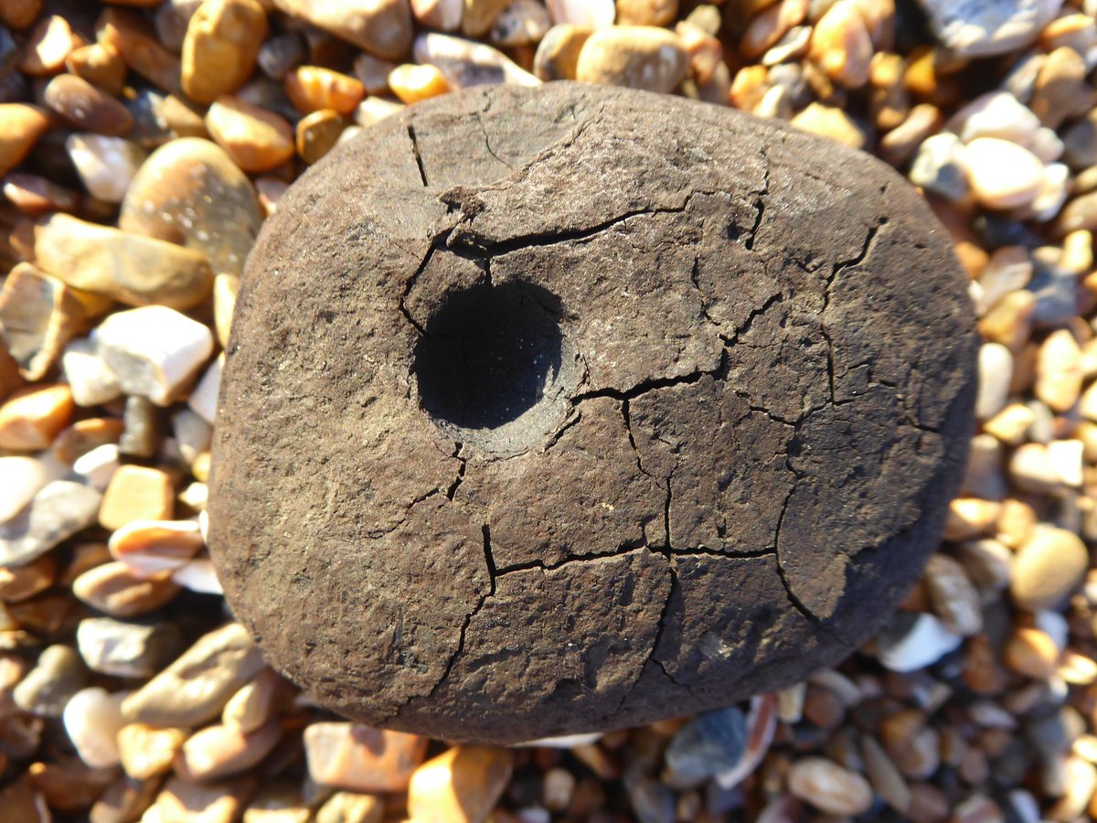 #WoolwichFormationLignite The Strombolo (Strom bollen) season has begun!
Lignite pebble on Worthing beach.