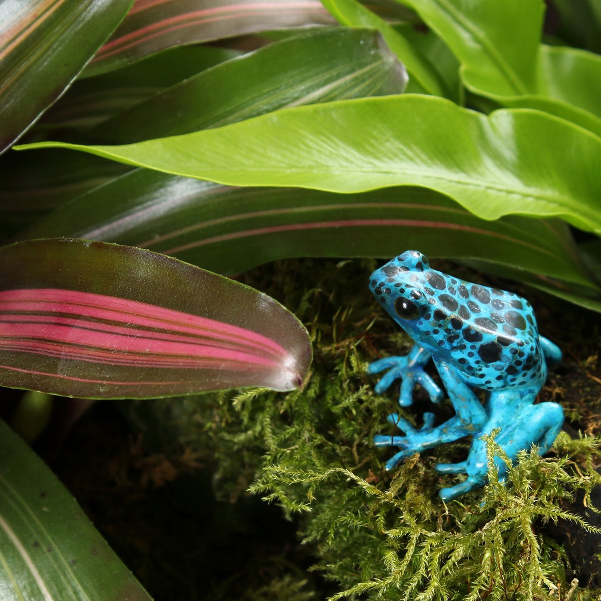 GeckomanArt's tweet photo. #frog #frogfriday #dendrobates #dendrobatesazureus #tinctorius #azureus #dendrobatestinctorius #dartfrog #poisondartfrog #herpetology #herpetofauna #herpetologist #frogsculpture #wildlifesculpture #BuyArt #sciart #wildlifeartist #johnnoblemilner #geckoman #hebdenbridge https://t.co/nfAVXMn0TW