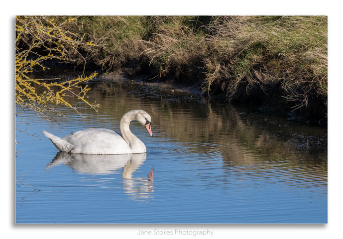 janestokes13's tweet photo. A beautiful Swan in the #CuckmereValley in #Seaford having a closer look at one of the streams running parallel with the #CuckmereRiver & alongside the newly restored footpath on what now appears to be called the #EnglandCoastPath towards the #CoastGuardCottages
@SussexWildlife https://t.co/UQIIHveRX0