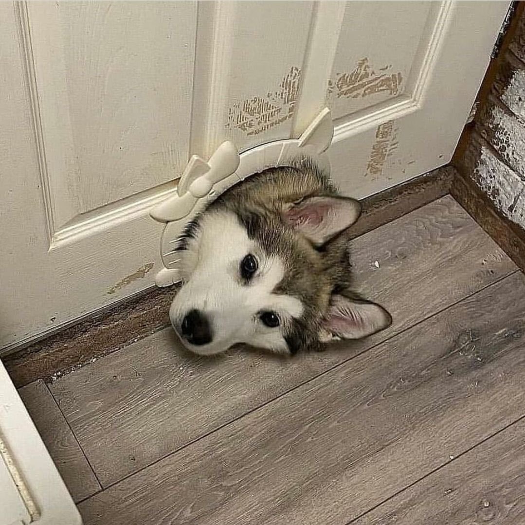 9795_l04e's tweet photo. 융덩안 
                                         ㅇ ㅏ깜짝이야
                                      밍구 거기서 뭐해
융덩안
오늘 나랑 같이 자면 안대?
노래틀어달라구 안할게
불 켜달라구도 안하께
                                 ㅋㅋㅋ 문열구 일루와
근데
손도 잡아두 대?
춥잔아 https://t.co/cwbpnIQt3e