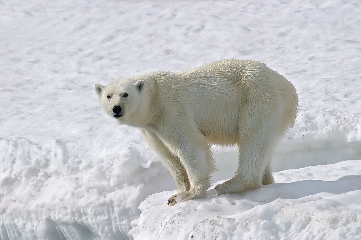 Sophie Watson (@watsonse1) on Twitter photo 📢More data on polar bear butts and all the stories they can tell! 🐻❄️💩Check out our new paper showing how diet-driven mercury levels (from polar bears’ fav food) is associated with decreased faecal microbiota diversity <a href="/perkinsparasite/">Sarah Perkins</a>
tinyurl.com/3mys5p2n
(📸John Devries) 📢More data on polar bear butts and all the stories they can tell! 🐻❄️💩Check out our new paper showing how diet-driven mercury levels (from polar bears’ fav food) is associated with decreased faecal microbiota diversity <a href="/perkinsparasite/">Sarah Perkins</a>
tinyurl.com/3mys5p2n
(📸John Devries)