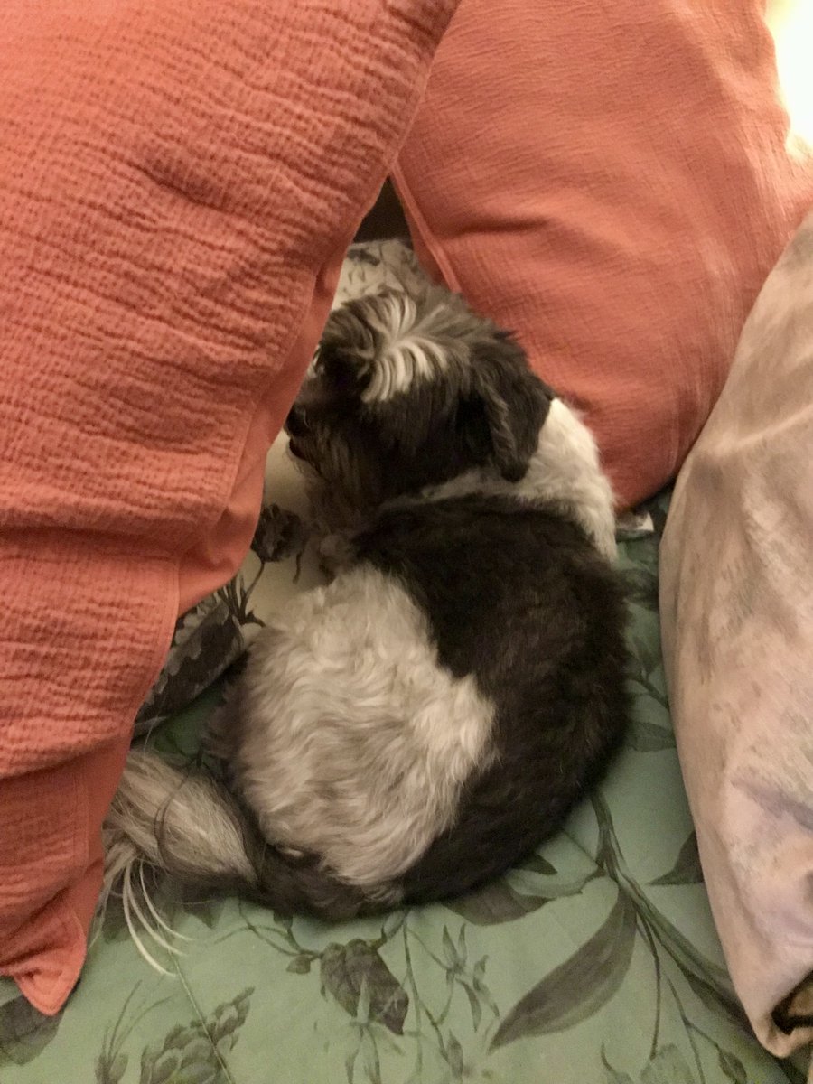 sitdowninfront's tweet photo. #ittybitty gets a pillow fort built for him during the storm. #scaredboi https://t.co/YF2shzp1l7
