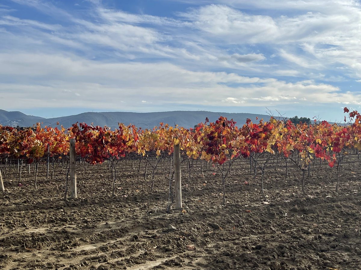 RaventosiBlanc's tweet photo. ¡Feliz Viernes!
Los #Sumolls de la Viña Alta aún conservan sus bonitas hojas🍂, es de los pocos #viñedos que conserva los colores del otoño
#FincaBiodinámica https://t.co/Zw1X1g2oVS