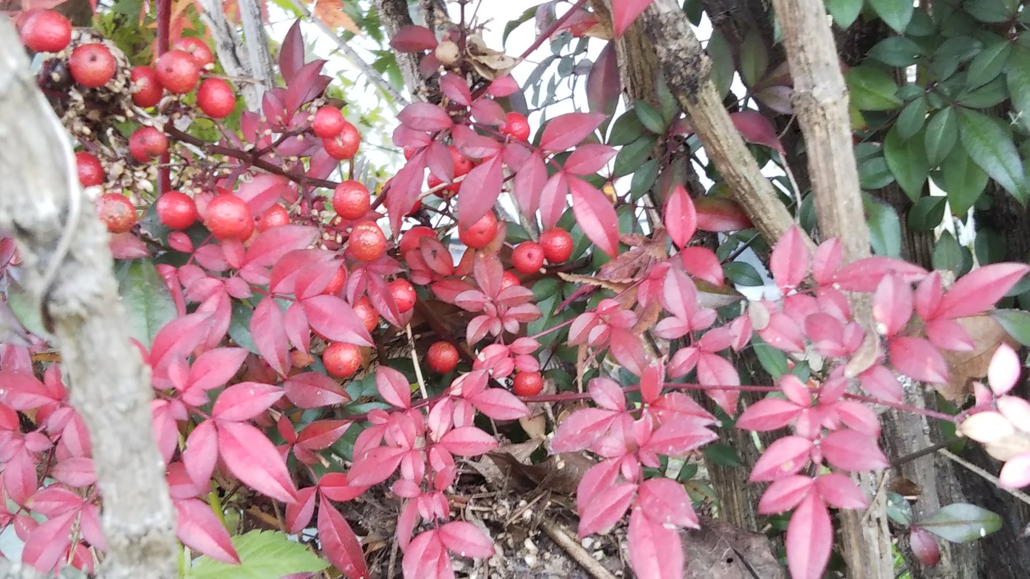 銀次郎 私の庭 ナンテン 南天 といっても 種類があり 葉が小さいもの 紅葉するもの いろいろある 庭にある南天は おそらく交配しているので 品種は不明です T Co Huqshnsyir Twitter