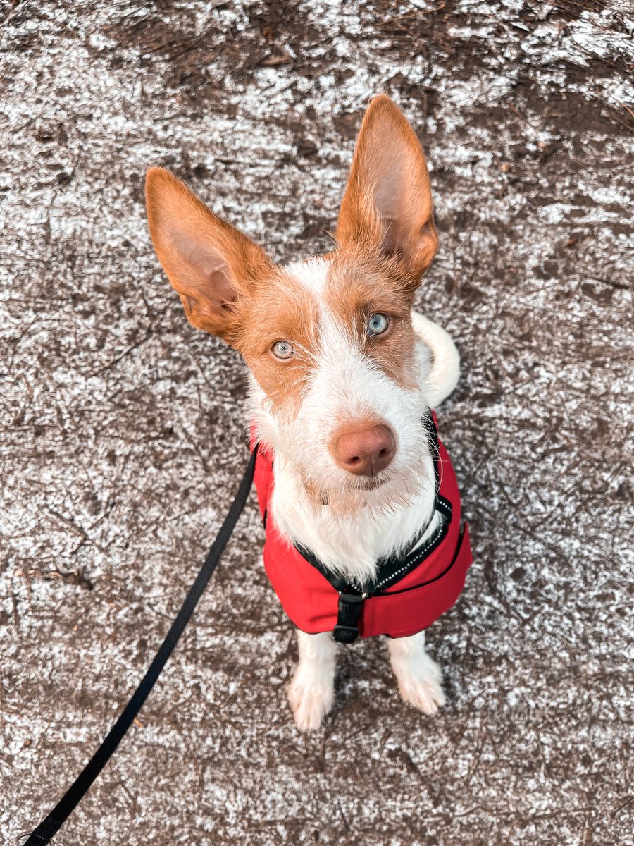 MangoJT's tweet photo. Enya ♥️ 
#podenco #ibizianhound #dogsoftwitter https://t.co/NBl3uGTrek