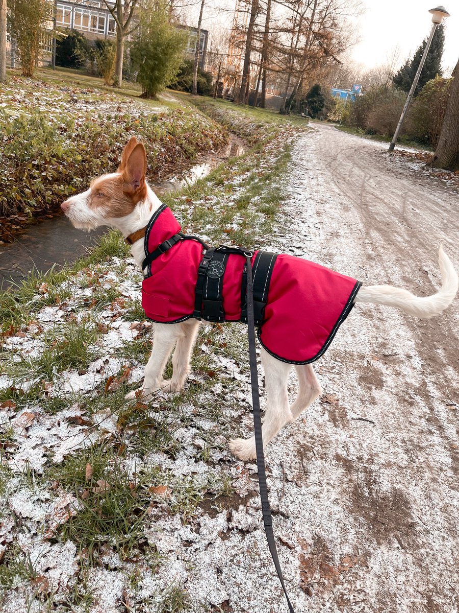 MangoJT's tweet photo. Enya ♥️ 
#podenco #ibizianhound #dogsoftwitter https://t.co/NBl3uGTrek