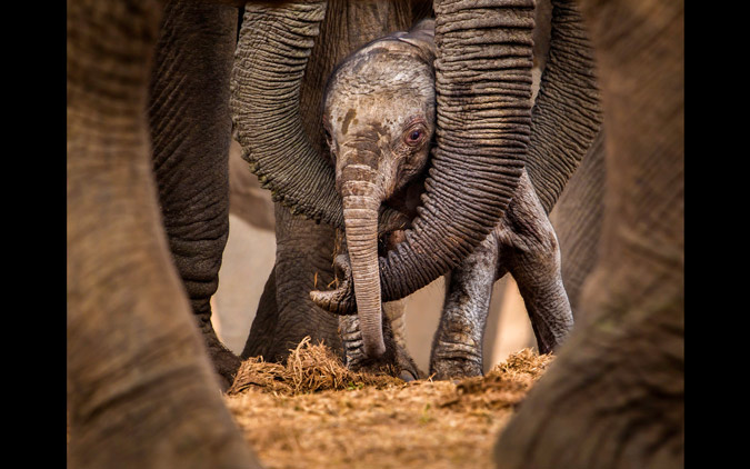 africageo's tweet photo. 📷 “Circles of protection” at Addo Elephant National Park, South Africa © John Vosloo (Photographer of the Year 2017 winner) https://t.co/6cHIrvapCy