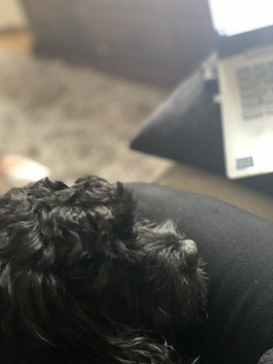 suzannehorton11's tweet photo. When you have to balance your laptop on a cushion to do your work because your lap is already occupied by a poorly dog sleeping. #cavapoolife #wfh @bubb2607 https://t.co/7TRRMmhX0q