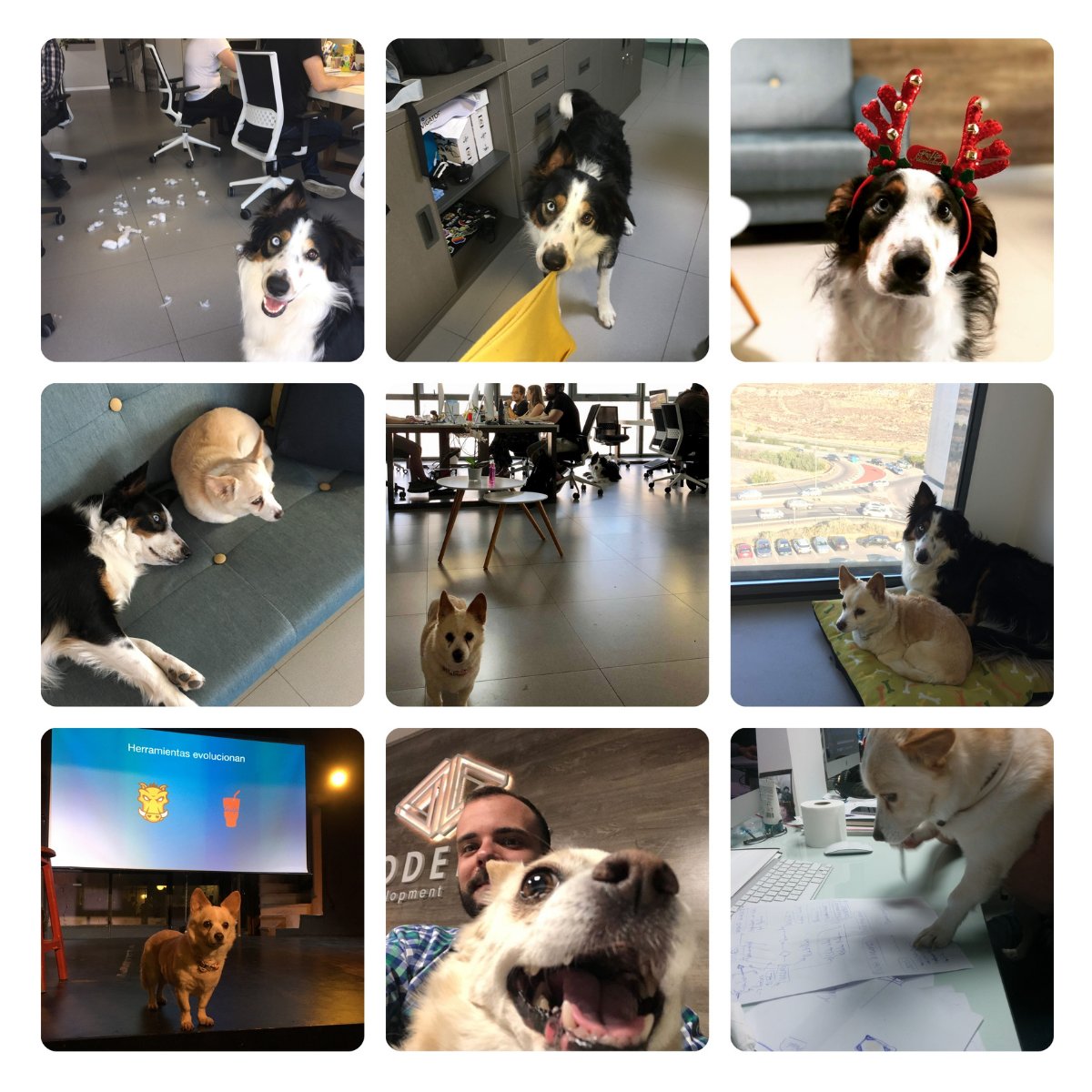 Álvaro A. Quirós 🅰️ tweet media