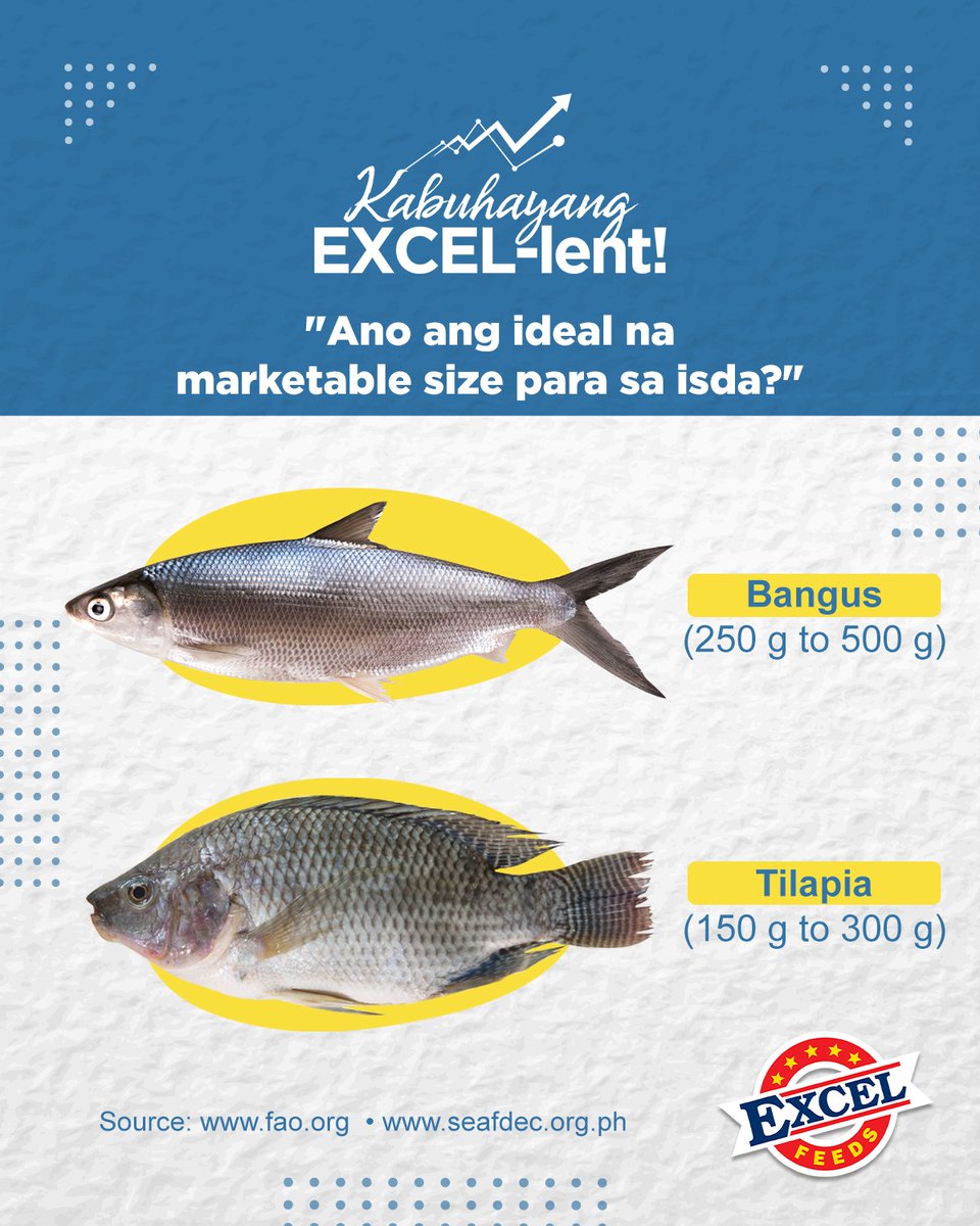 ExcelFeedsPh's tweet photo. Siguruhin ang kanilang malusog na paglaki. Sa Excel Aqua Feeds, tiyak na EXCEL-lent ang kita! 

Mag-send lamang sa amin ng mensahe o kumonsulta sa pinakamalapit na technician sa inyong lugar. 

#EXCELlentSaBigat #EXCELlentSaKita
#KabuhayangEXCELlent #ExcelFeedsPh https://t.co/ceMLGJaNKb