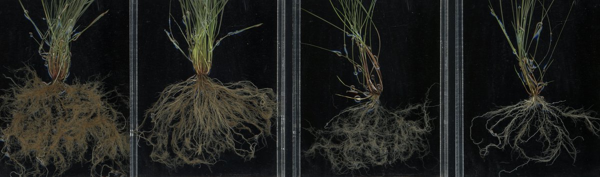 Same but different!🧐 Amazing variation in #root #traits of Festuca rubra🌱 depending on population origin and soil fertility! #LocalAdaptation experiment led by Marina Semchenko @MSCActions!