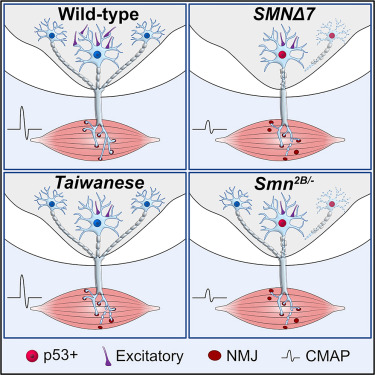 BrunhildeWirth's tweet photo. Comprehensive comparison of 3 SMA mouse models shows central synaptopathy  as major common feature https://t.co/cRbElly0ey; @SMAEurope;@CureSMA @SMANewsToday;@StopSMA @SMABEYOND; @SMA_UK_ ; @crc1451; @UKKoeln; @UniCologne @UniLeipzig; https://t.co/Pxdpmx2vSN