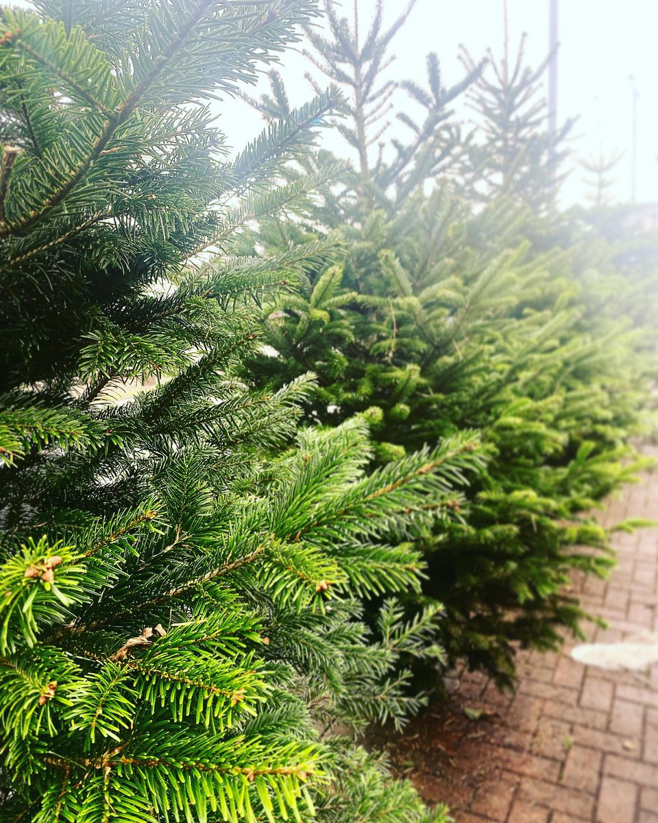 Our real Christmas trees have arrived and are available in store now for just €44.99! They are absolutely beautiful and just smell of Christmas🎄 Call us on 0504-21900 or visit our store #realchristmastree
