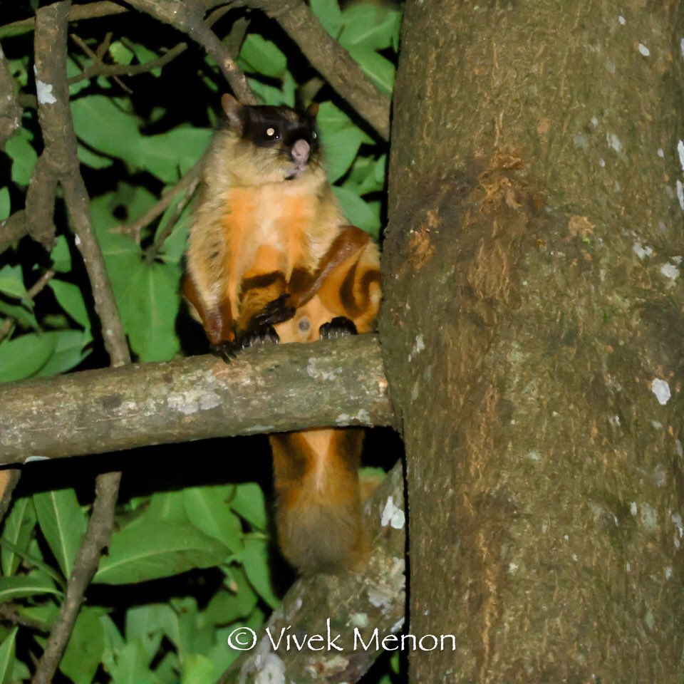 vivek4wild's tweet photo. Let me end @IndiAves #AnythingButBirds with a Hodgsons’s Flying #Squirrel commemorating the so called father of Indian vertebrate zoology Brian Hodgson. The nocturnal Himalayan giant flying squirrel is  maroon with cream shoulders and an orangish underside. Nice to see in #Sikkim https://t.co/2yo1mmqGel