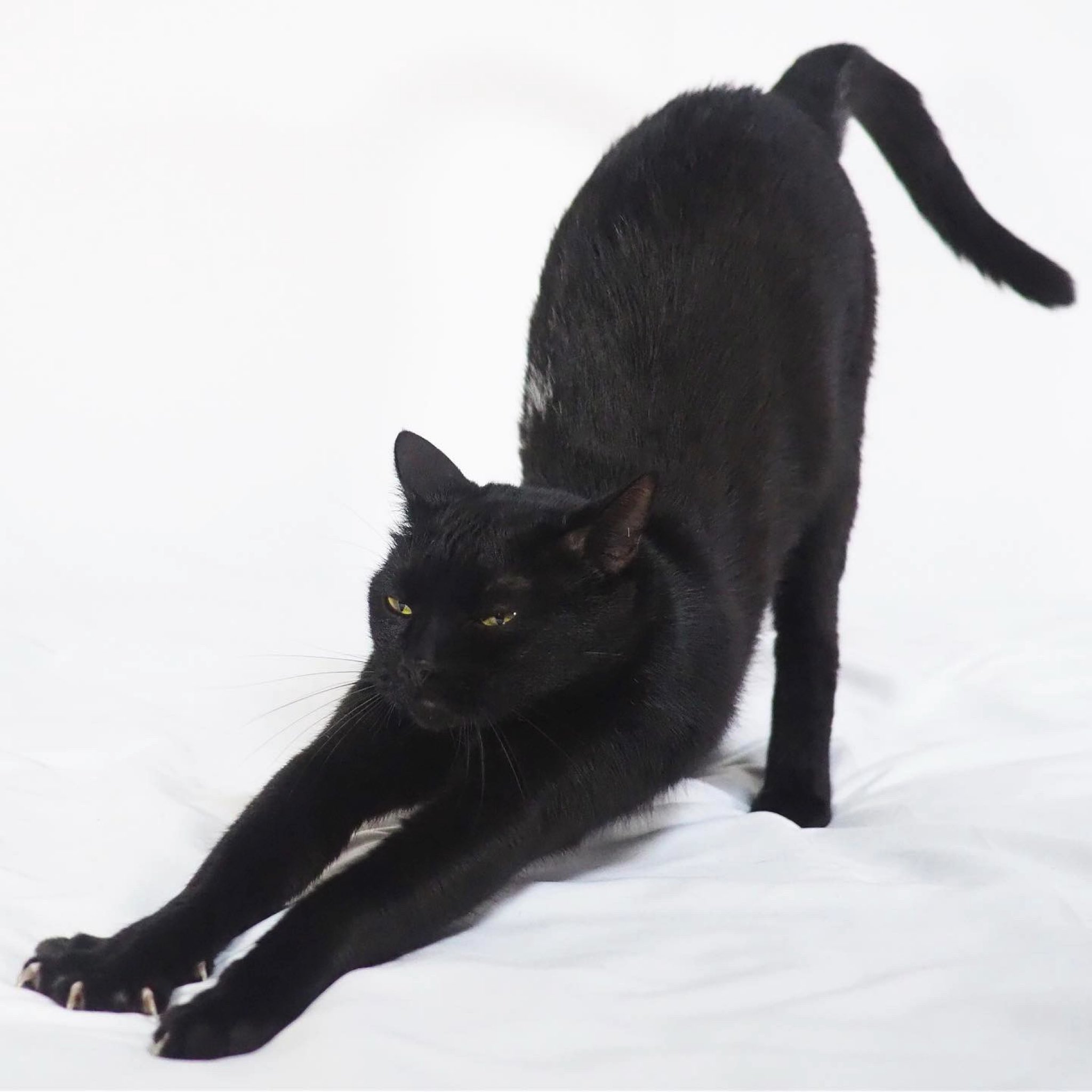 Twitter 上的 黒猫オレオ クリーム入り 猫を飼って ほぼ毎日写真を撮って10年半 猫の伸びを完璧にとらえたのはこの一度のみ 猫伸び 猫 黒猫 猫の居る暮らし 猫好きさんと繋がりたい T Co Kaojjlbepl Twitter