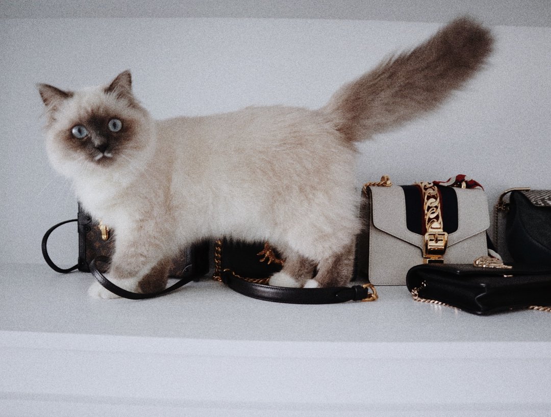 eeddum's tweet image. Looks very cute haha, I think I should be a qualified cat housekeeper