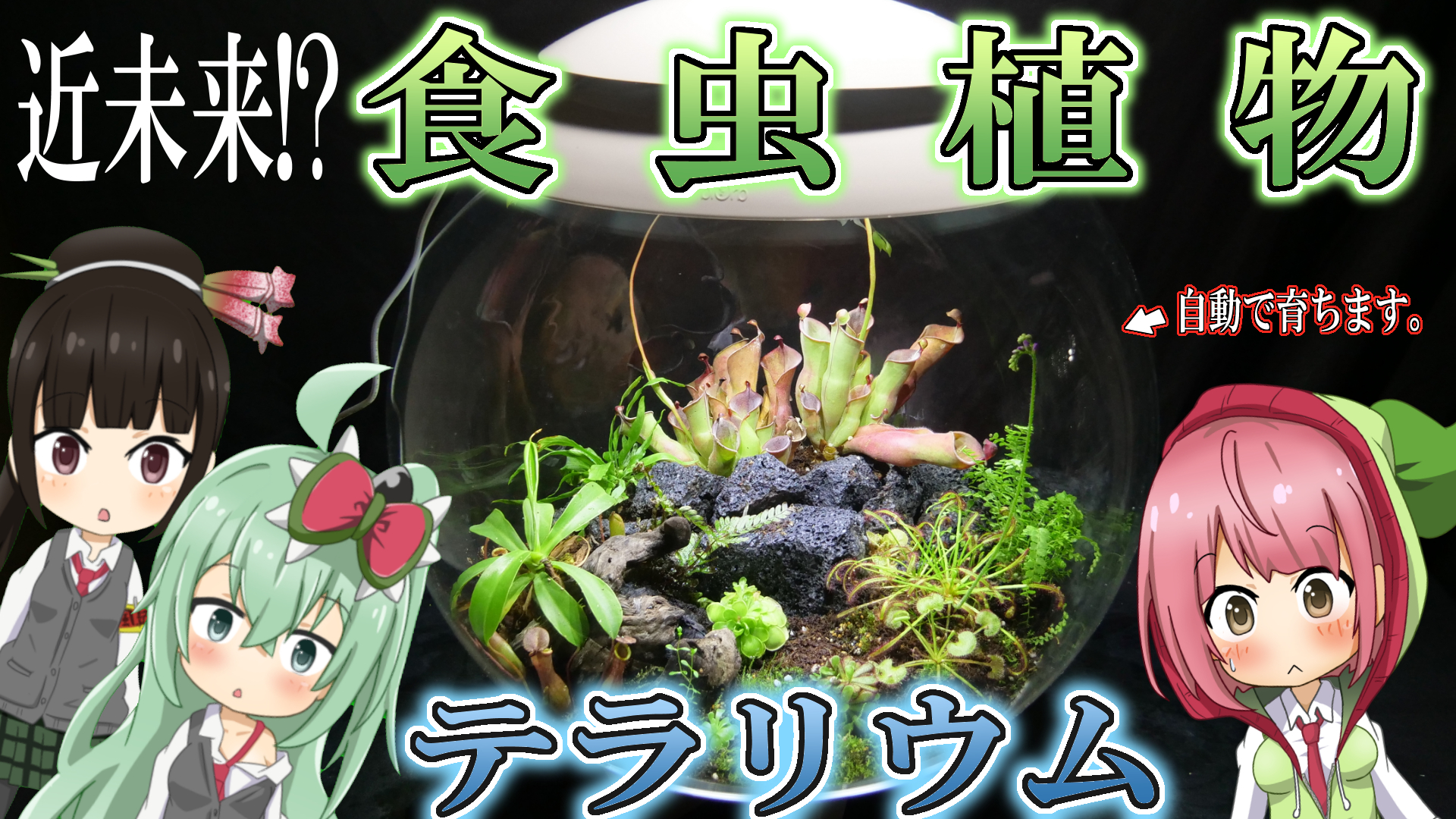ネア 食虫植物系vtuber 明日の19時から動画プレミア公開されます 今回は株式会社セントラルヒルズ様提供の動画で Biorbair60という丸い水槽で食虫植物テラリウム作ってみた動画だよ 近未来 植物用水槽 Biorbair 60がスゴすぎる 食虫植物