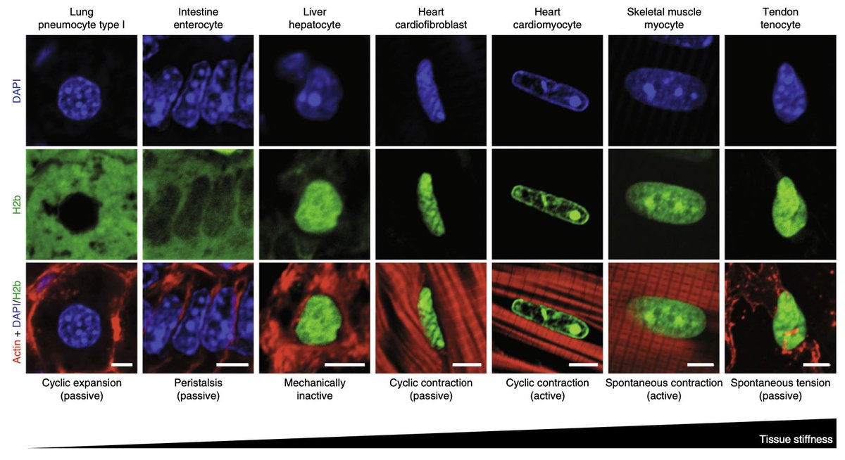 natBME's tweet photo. Strain maps of cardiomyocyte nuclei during contraction indicate that, by integrating environmental mechanical cues, the nuclei of cardiomyocytes stabilize the fate of the cells through the reorganization of epigenetically marked chromatin.

https://t.co/KZMEaueH35 https://t.co/9wl0jKW9z0