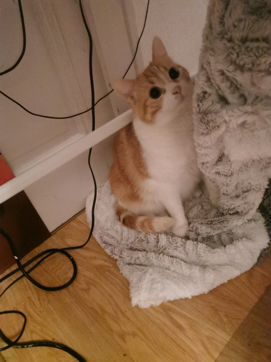 lea_carroue's tweet image. Les gars la gueule de mon chat ce matin est terriblement memesque. Please, faites moi le plaisir de transformer cet abrutis en truc drôle 😂♥️