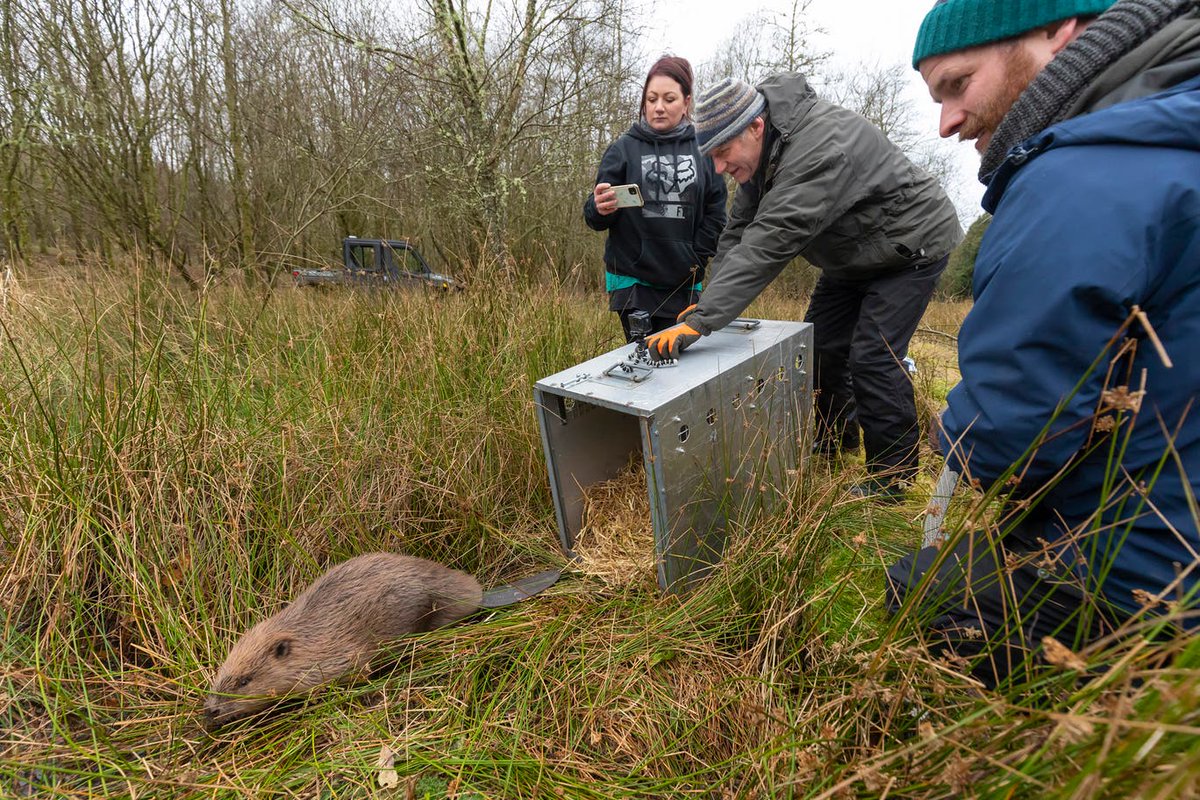 ScotlandTBP's tweet photo. We are beaver believers!

What a thrill it was to watch the first release of beavers last week outside of the original trial area, at their new home at @argatyredkites.

Watch the film: https://t.co/AzHzymvudO https://t.co/AXlluc423L