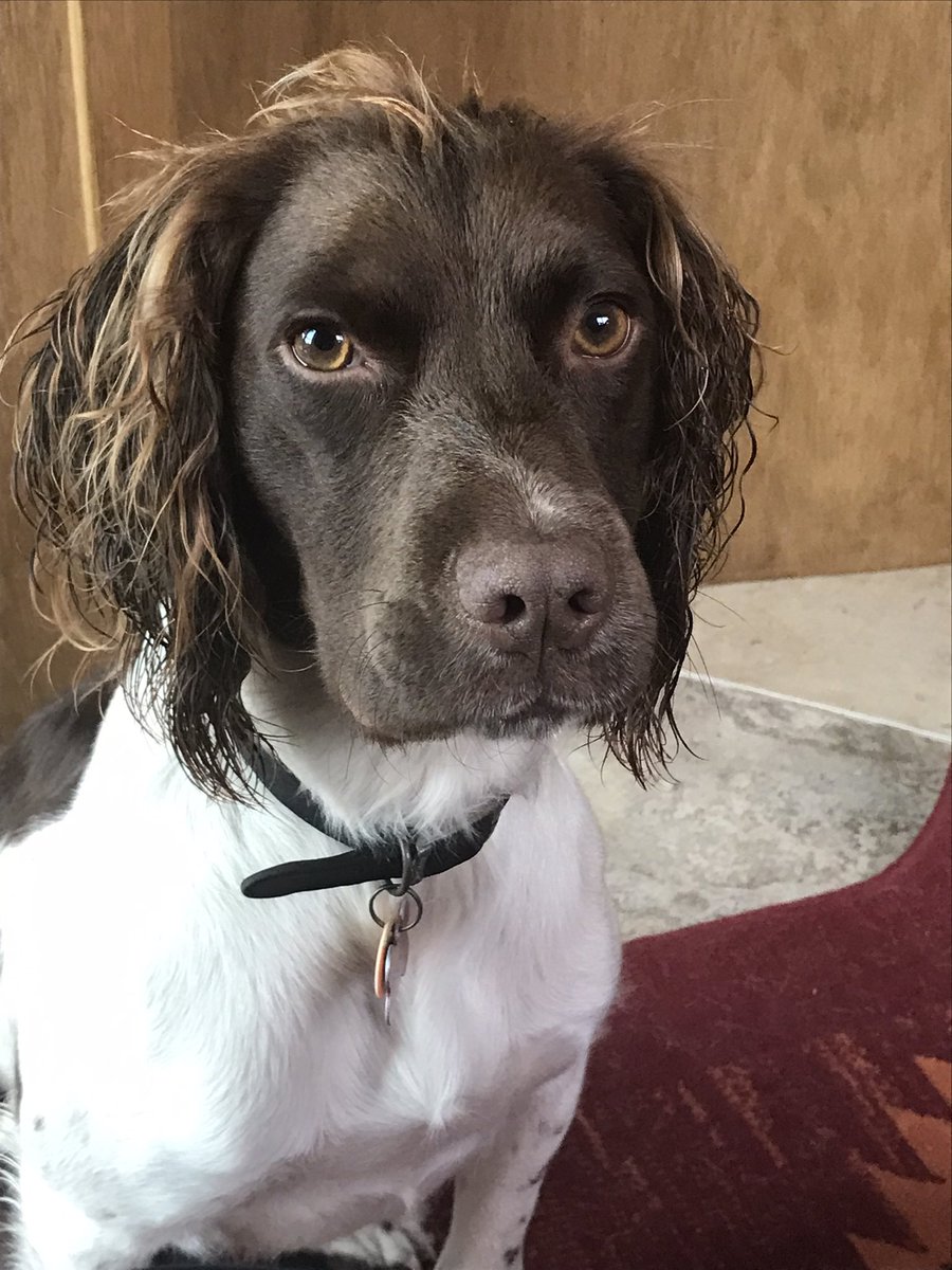 Trigger trying to look intelligent and cute simultaneously: