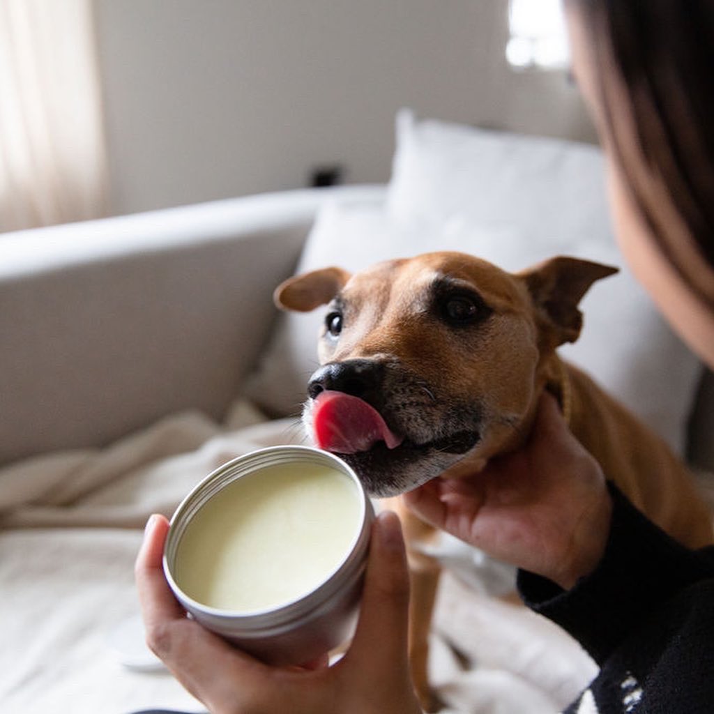 destinationdog_'s tweet photo. Oh, and did we mention, our Paw Balms are completely edible too!😍😍 

Our dogs are absolutely loving the natural ingredients! ✅✅

#doggrooming #dogs #organic #natural https://t.co/cS15WLAdt9