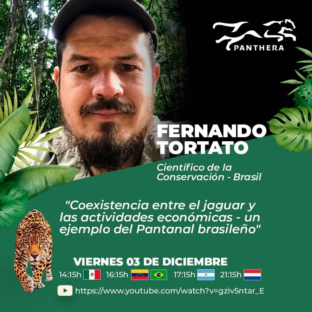 ProyectoSebraba's tweet photo. Hoy en el ciclo de conferencias «Conservando al jaguar en Latinoamérica» tendremos a @MariFPC de #ProyectoSebraba Fernando Tortato de @PantheraCats , Sandra Ortíz de @WildFelidAssoc https://t.co/NhjhN1v3W1