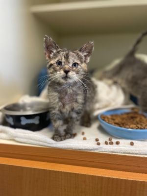 imcodezero's tweet photo. #pet #cats #cat #adorable #cute #kitten #petfinder I'm looking for a home!😿🙀😿 } https://t.co/fPkoSdT6OM