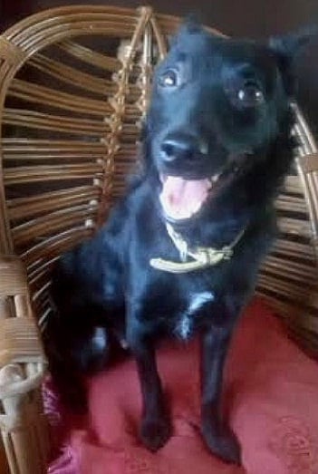 The_Animal_Team's tweet photo. Young BOBBIE (BOOBIE) is a tiny girl, very gentle &amp; with the loveliest nature. How could someone abandon her in such a cruel way?😡 She's still a bit shy but once she’s opened up, she'll charm you with her wonderful, friendly personality.😍Email: cren@btinternet.com #TeamZay https://t.co/liIB1c7rfx