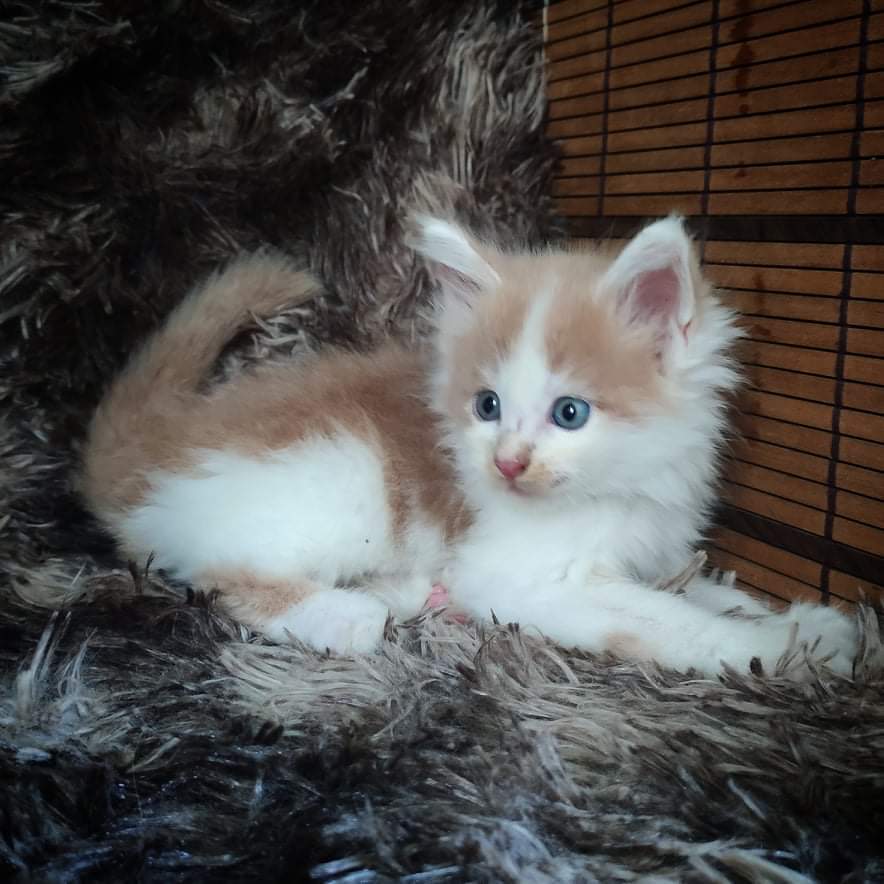 zCryptoHunter's tweet photo. @cateclub 72k followers but 11k retweets only? Cate holders let's go!!!!! 🚀🚀🚀 https://t.co/lHUcq8O7tl