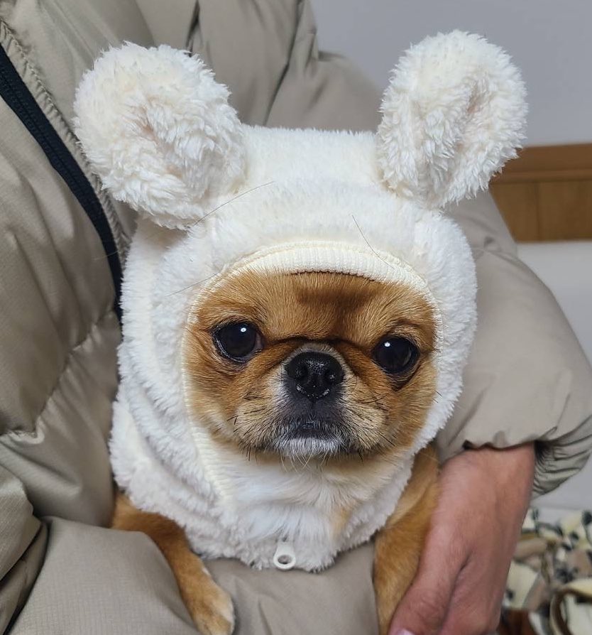 Vlog24156466's tweet photo. 犬から進化したビスは���ちら

#犬 #犬のいる暮らし #ペキチワ #ビス https://t.co/FNbDvCe7Ar