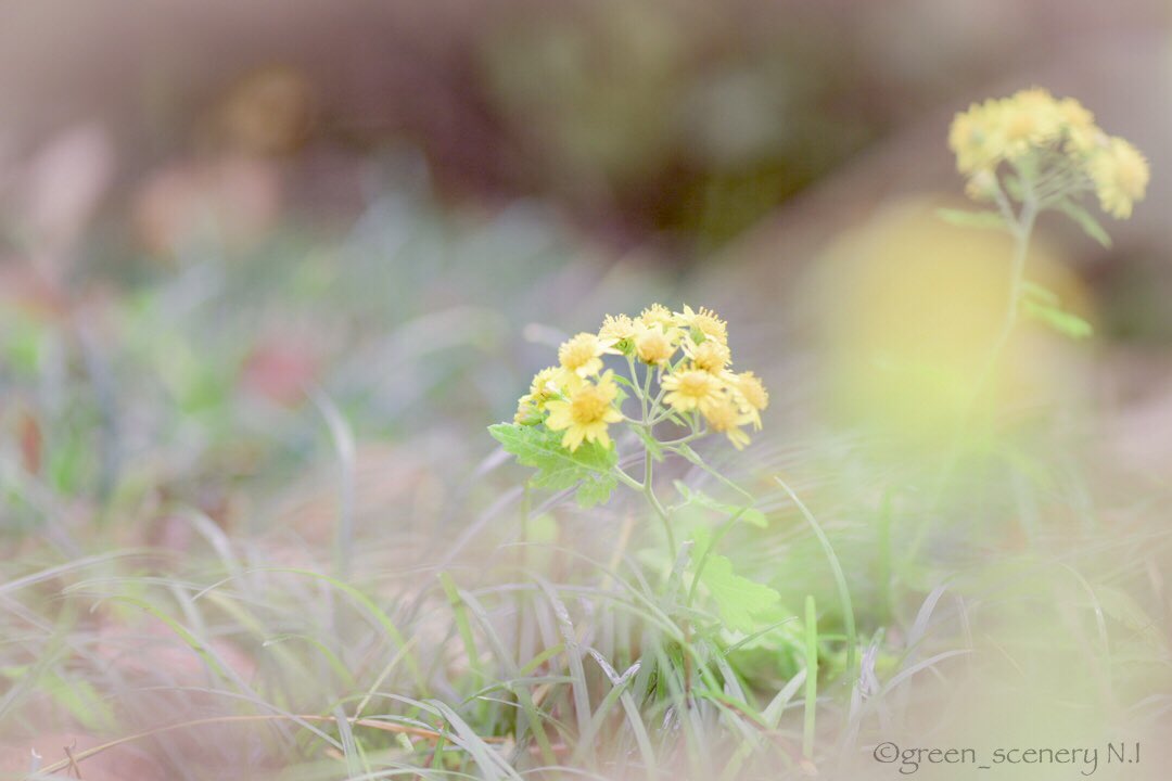 黄色い小花 Twitter Search Twitter