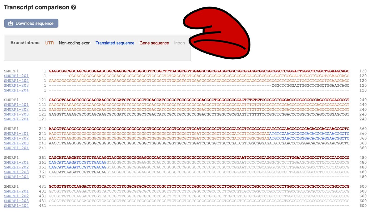 ensembl's tweet photo. Did you know you can compare #sequence of different transcripts side by side in the Transcript comparison view? Let's compare transcripts of our #geneoftheweek SMURF1:
https://t.co/oV8J3FLbuo
How many different #SMURFs can you see? https://t.co/nDKaDtpyxr