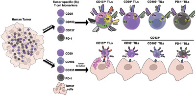 European Journal of Immunology (@eurjimmunol) on Twitter photo Systematic analysis of CD39, CD103, CD137, and PD-1 as biomarkers for naturally occurring tumor antigen-specific TILs
Monika A. Eiva, Dalia K. Omran, Jessica A. Chacon, Daniel J. Powell Jr. <a href="/PennMedicine/">Penn Medicine</a>
bit.ly/3pqU1Wz
#TumorinfltratingLymphocytes #TILs #PD1 #Cancer Systematic analysis of CD39, CD103, CD137, and PD-1 as biomarkers for naturally occurring tumor antigen-specific TILs
Monika A. Eiva, Dalia K. Omran, Jessica A. Chacon, Daniel J. Powell Jr. <a href="/PennMedicine/">Penn Medicine</a>
bit.ly/3pqU1Wz
#TumorinfltratingLymphocytes #TILs #PD1 #Cancer