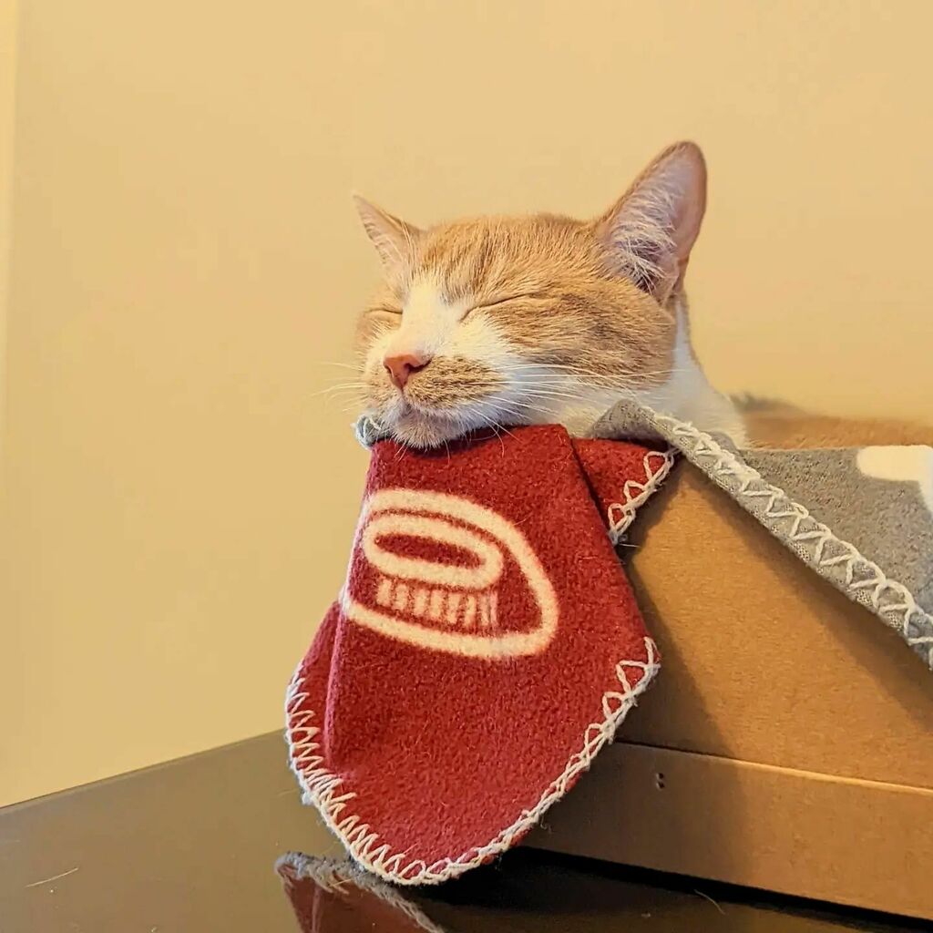 ArchieAndScout's tweet photo. Zzzzzzzzzzzzzzzzzzz
.
.
.
.
.
#cats #catsofinstagram #catstagram #instagram #catlovers #catlover #catlife #instacat #kittens #kitten #kitty #catoftheday #cute #pet #animals #petsofinstagram #adoptdontshop #kittensofinstagram #cutecats  #kittensoftwitter #catsoftwitter https://t.co/6vzDRUABMS