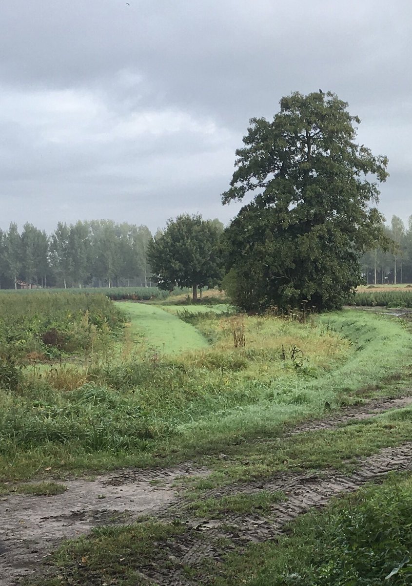 Toine Cooijmans tweet media