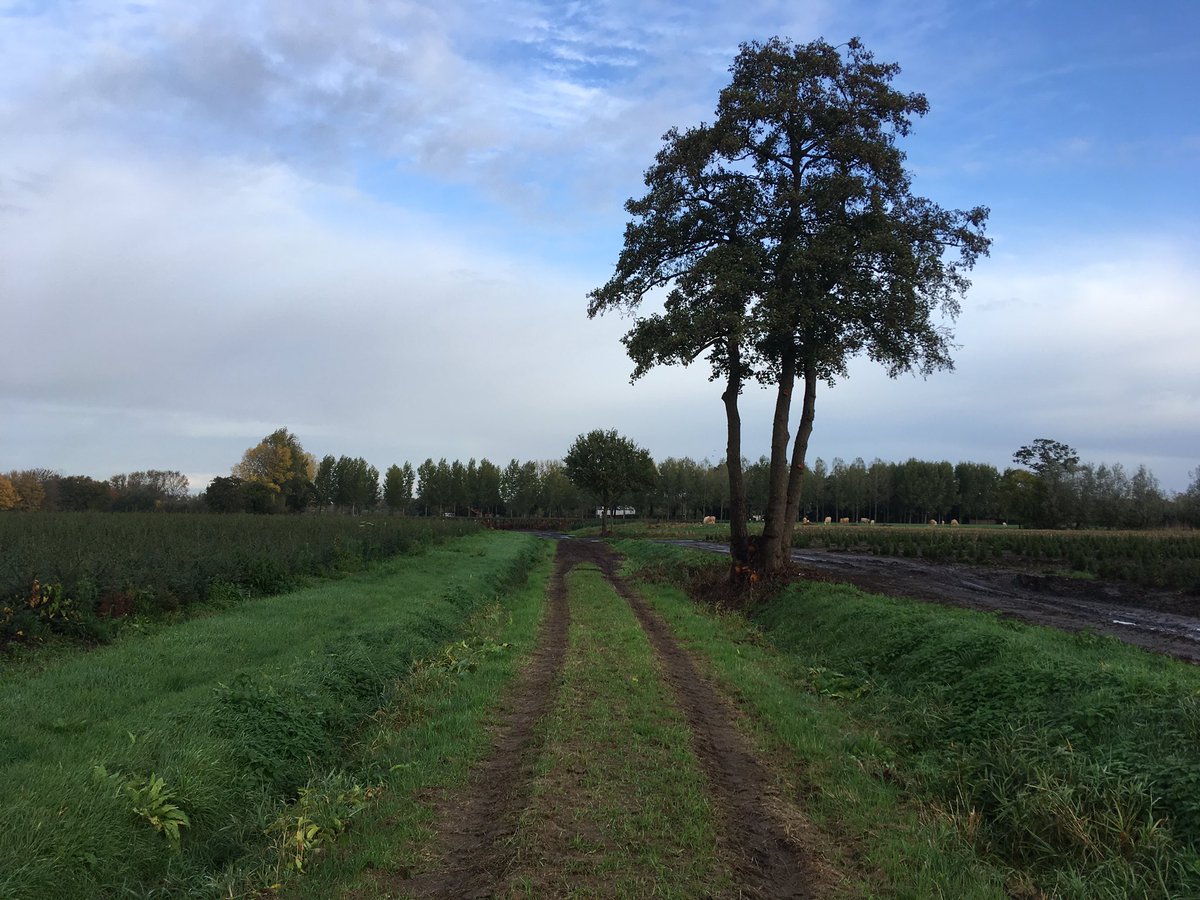 Toine Cooijmans tweet media