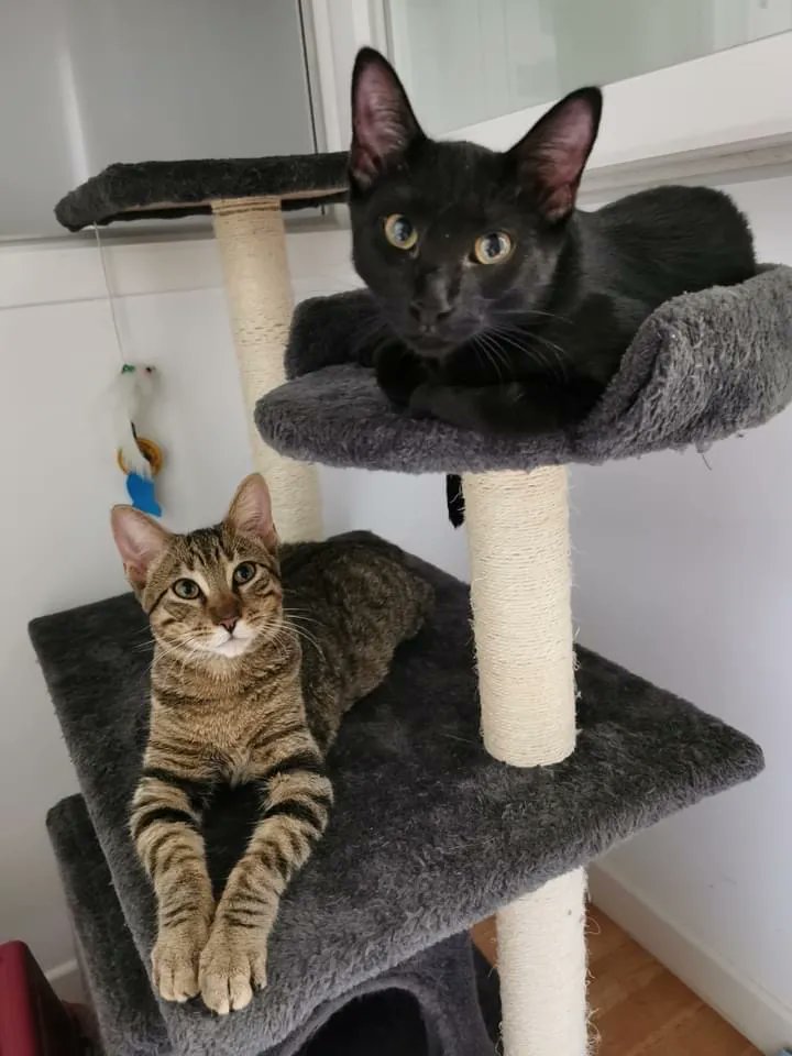 Zarpas y Colmillos tweet media